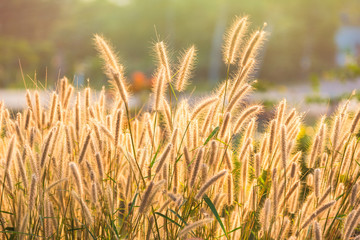 Obraz premium Close up tropical grass flower or setaceum pennisetum fountain grass on sunset background.Thailand.