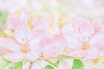 Blooming apple tree flowers, dreamy sunny background. Soft focus. Greeting gift card template. Pastel pink toned image.Spring delicate nature. Copy space