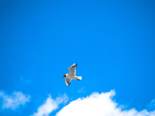 Beautiful seagull, bird flying winged on sunny day, blue sky and clouds background.