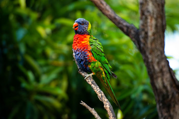 Rainbow lorikeet