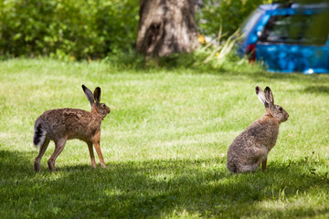 Wild rabbit on grass