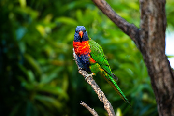 Rainbow lorikeet