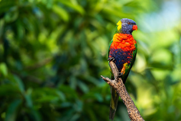 Rainbow lorikeet