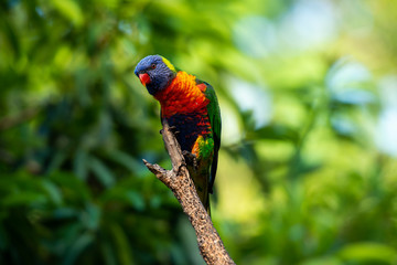 Rainbow lorikeet