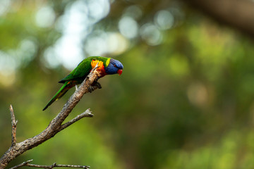 Rainbow lorikeet