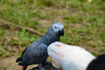 A gray Ara parrot is parked on a dry tree. Closeup view of the parrot Ara