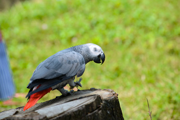 A gray Ara parrot is parked on a dry tree. Closeup view of the parrot Ara