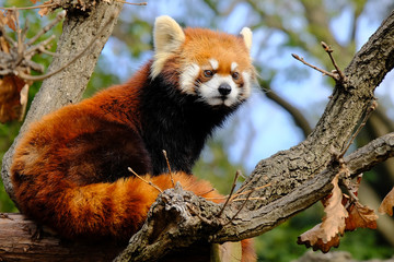 red panda