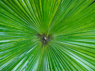 Green palm leaf texture for background