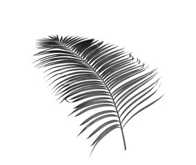 black leaf of palm isolated on white background