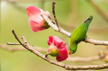 Vernal Hanging Parrot