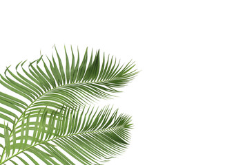 green palm leaves on white background