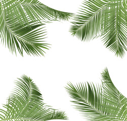 Fototapeta na wymiar green palm leaves on white background