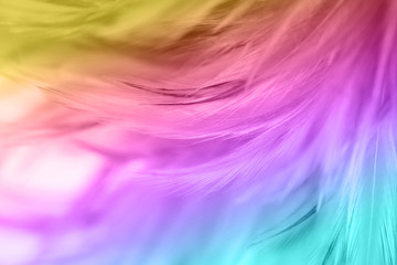 Colorful bird and chicken feathers in soft and blur style for the background