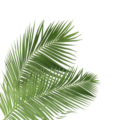 Fototapeta premium concept summer with green palm leaf from tropical . frond floral leaves branches tree isolated on white pattern background. flat lay, top view.