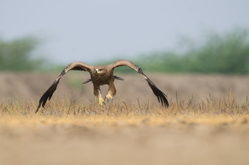 Steppe Eagle