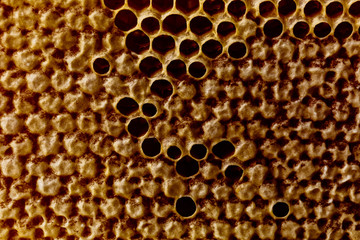 yelllow honeycombs empty and filled with honey