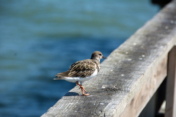 YOUNG BIRD ON WOODEN BRIDGE HANDRAIL