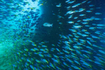 Naklejka na ściany i meble School of Yellow back fusilier fish (Caesio teres ) at coral reef, Indonesia