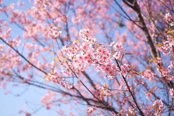 Wild Himalayan Cherry Blossoms in spring season, Prunus cerasoides, Pink Sakura Flower For the background