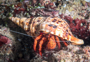 Large Hermit crab at coral reef, Indonesia