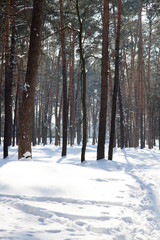 Fototapeta premium Vertical image of footsteps on snow and sparse forest on background