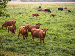 Brown organic eco cows eating green grass in a farm outdoor by natural. with beautiful colourful sunset sky. Dairy cow