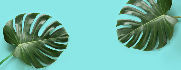 Monstera leaves plant on blue. Isolated with copy space. Banner.