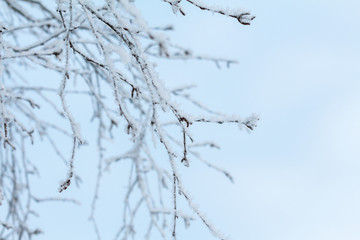 thin long bare birch branches in winter, covered with snow and frost against the blue sky