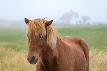 Iceland's thoroughbred horses graze on pasture