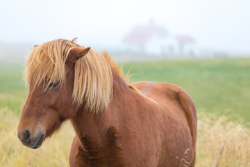 Iceland's thoroughbred horses graze on pasture
