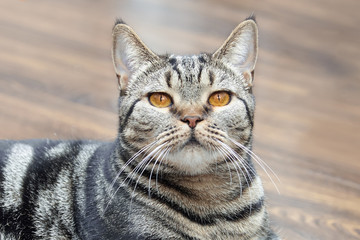 British Short hair cat with bright yellow eyes lais on the floor. Tebby color сute cat at home. Indoors, copy space, close up.
