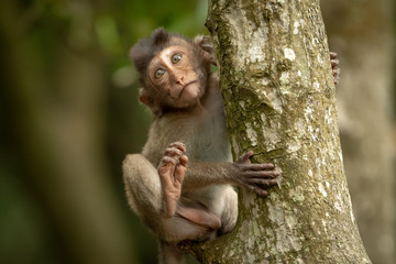 Fototapeta na wymiar Baby long-tailed macaque clinging to tree trunk