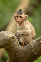 Baby long-tailed macaque faces camera on branch