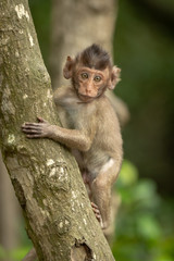 Baby long-tailed macaque facing camera on tree
