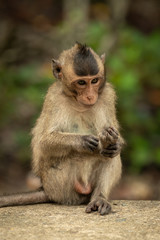 Baby long-tailed macaque grooming foot on wall