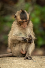 Baby long-tailed macaque grooms foot on wall