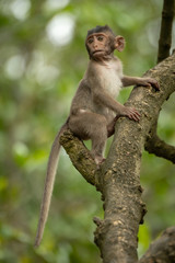 Baby long-tailed macaque in branches looking down