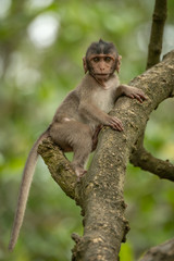 Baby long-tailed macaque in branches facing camera