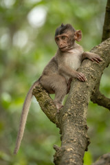 Baby long-tailed macaque in tree looking down