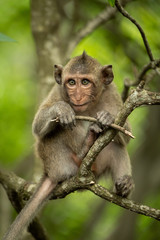 Naklejka na ściany i meble Baby long-tailed macaque in tree with twig