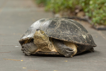 Turtle lying on grey path beside plants