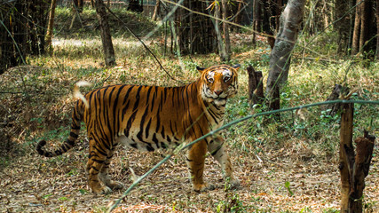 tiger in the forest 