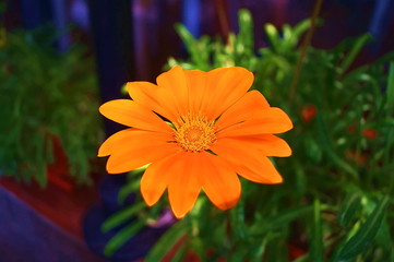 Orange gerbera daisy