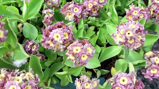 Primula auricula, often known as auricula, mountain cowslip or bear's ear, is a species of flowering plant in the family Primulaceae