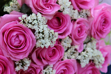 Natural pink roses background