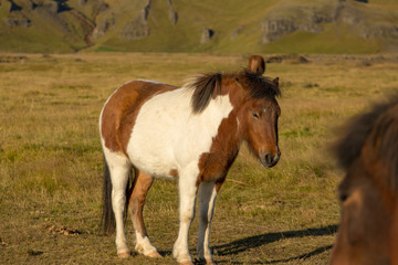 Obraz premium Iceland's thoroughbred horses graze on pasture