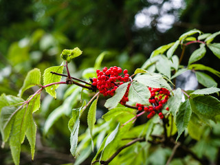 Red Wild fruits in forest, growing in natural way.
