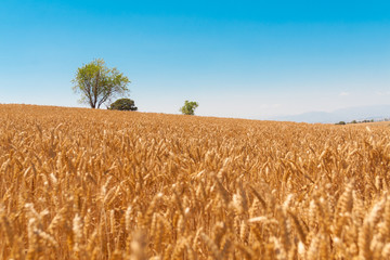 Campo de trigo en verano