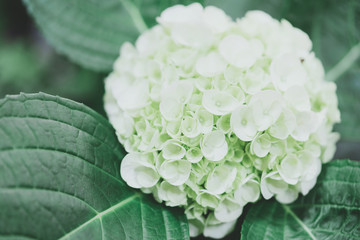 Closeup of green hydrangea (Hydrangea macrophylla) are blooming in spring and summer at a town garden. The Japanese call this 